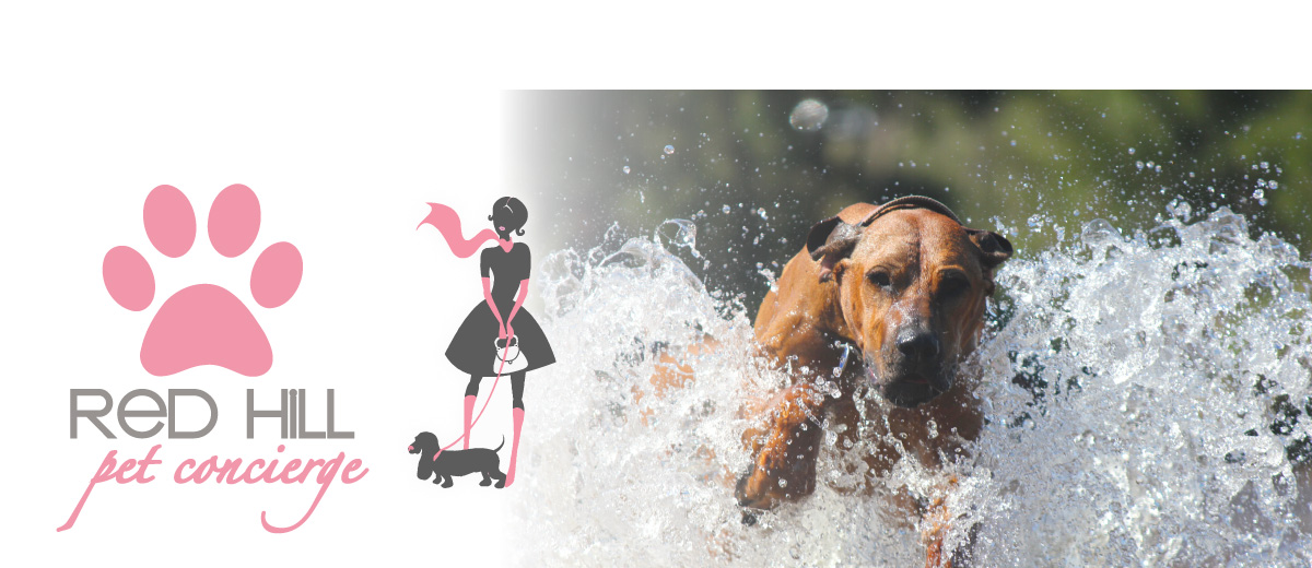 Canberra Pet Care Dog Walking Pet Sitting Red Hill Pet Concierge